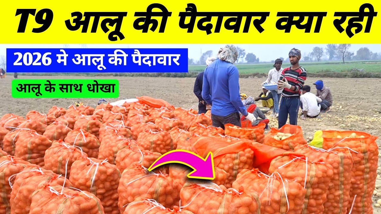 हमारा T9 आलू 2026 से कम या ज़्यदा रहा || real farmer education | aalu ki khudai 