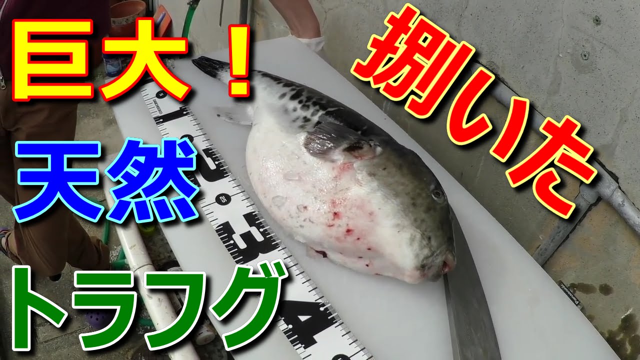 巨大天然トラフグをさばいてみた！※解説付【13本目】