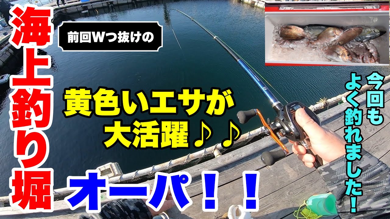 【海上釣り堀】GWは海上釣り堀オーパ！！🟨黄色が決め手で爆釣しよう！