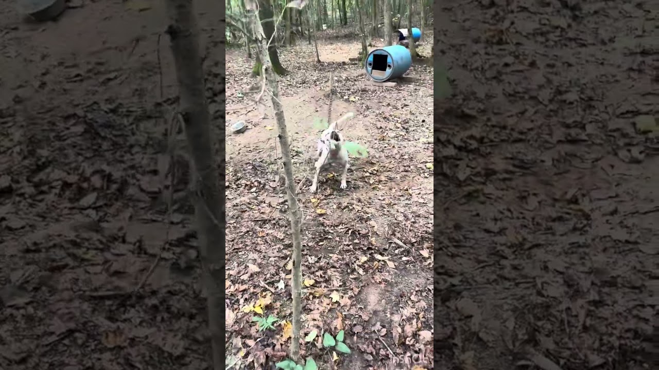 A little tour of the yard letting the hounds put in some work.💪🏽