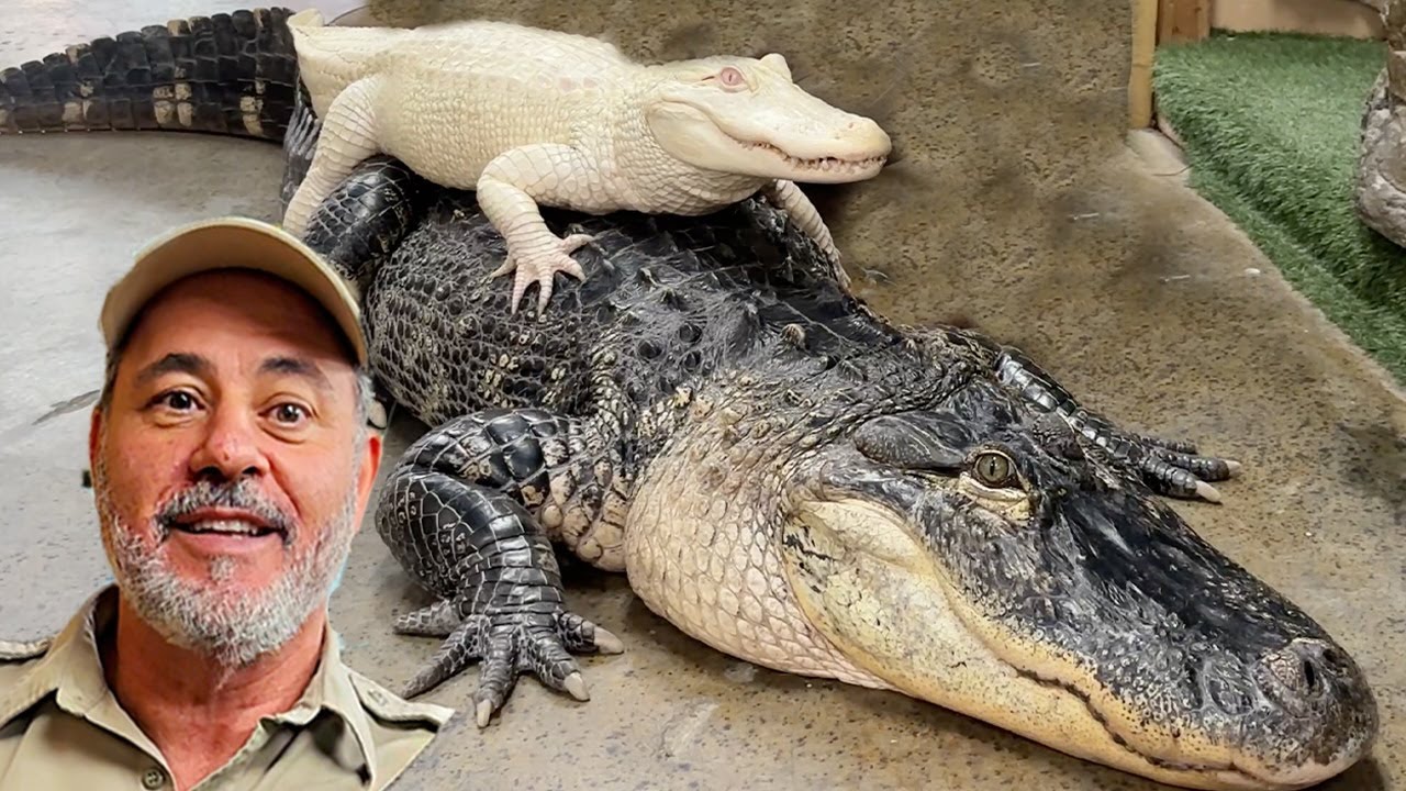 Coconut Meets Darth Gator👀