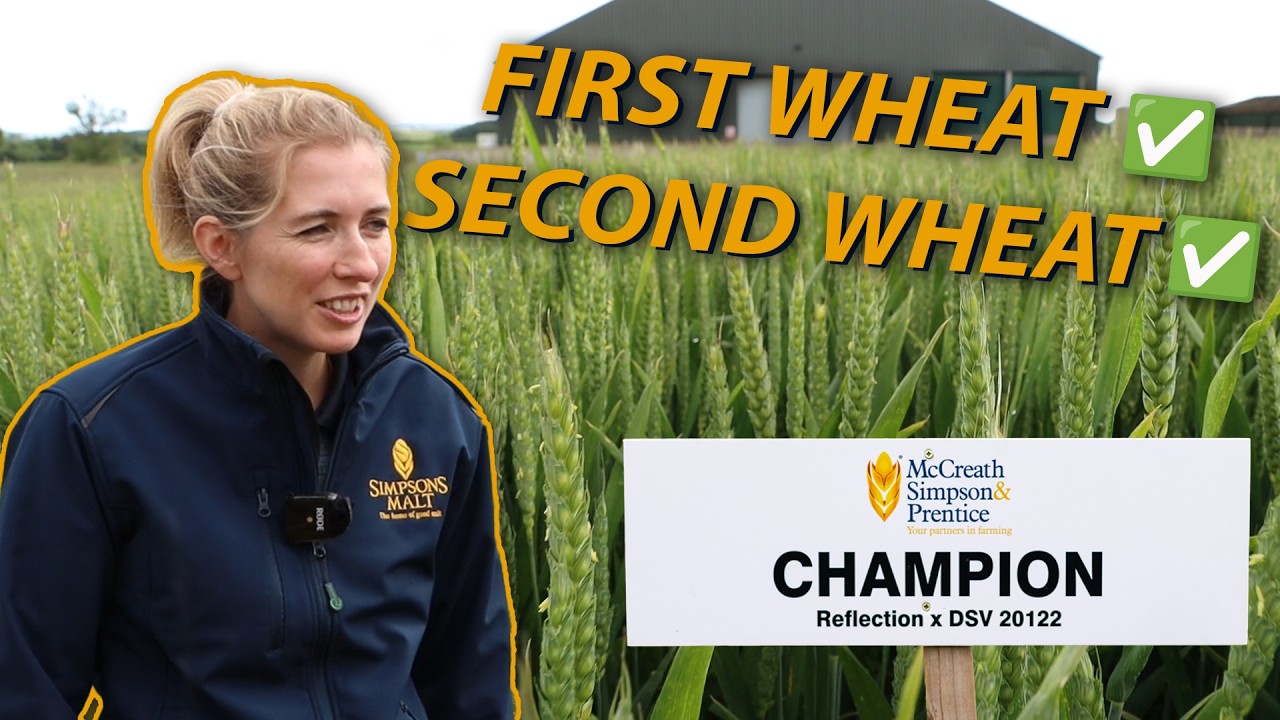 Champion Winter Wheat Variety 2024: RAISING The YIELD Bar!