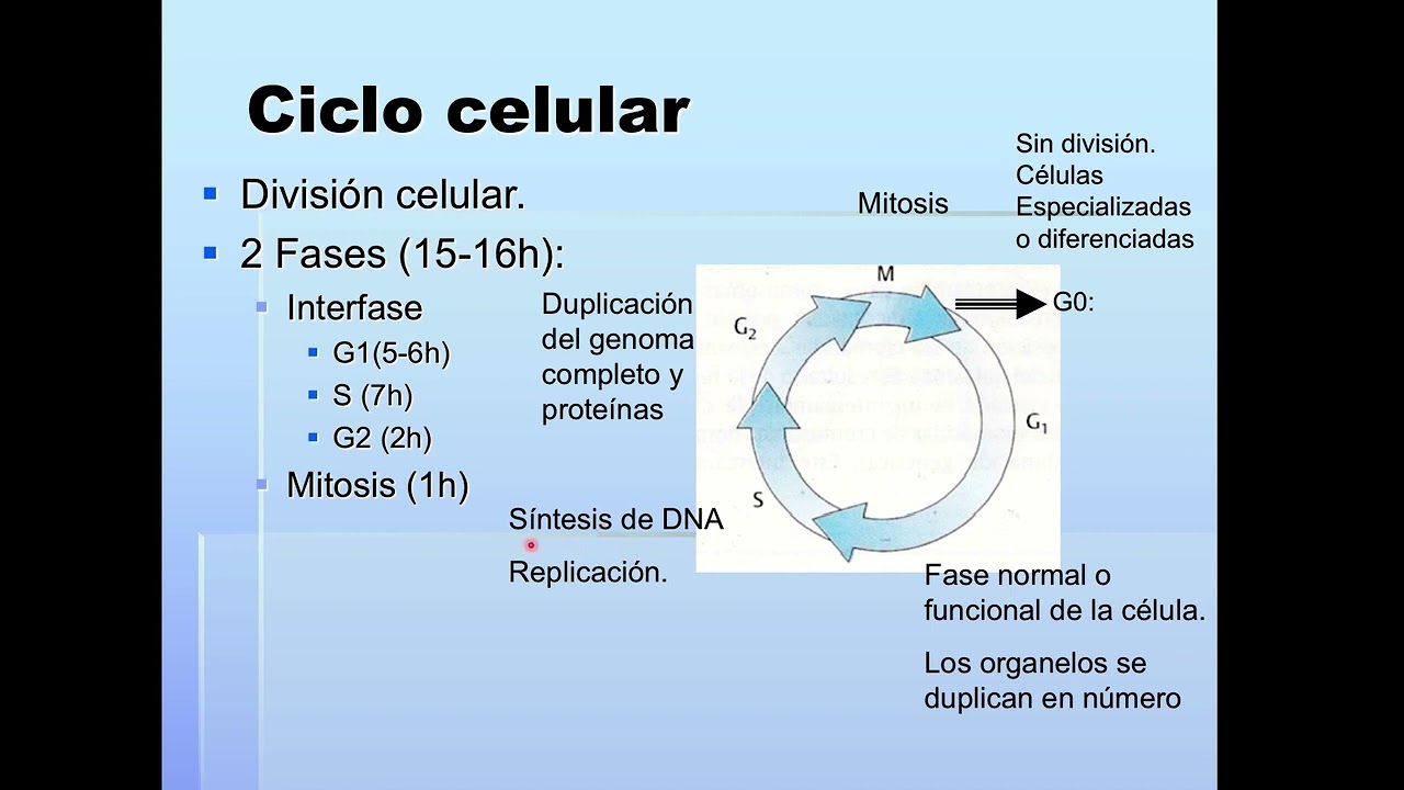 Ciclo celular, Mitosis y Meiosis