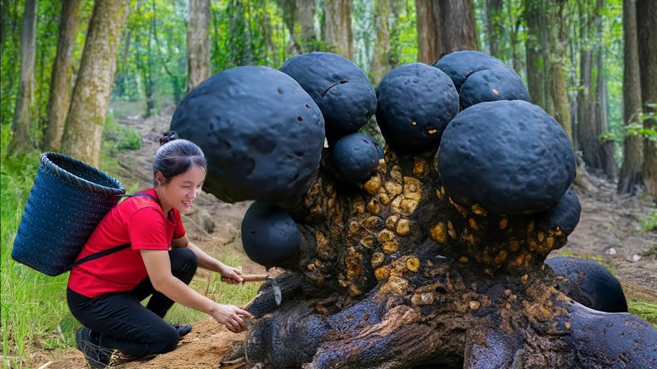 Harvest A Lot Of Red Walnut Yam After Rain in Deep Forest Goes to Market Sell | Susan Daily Life