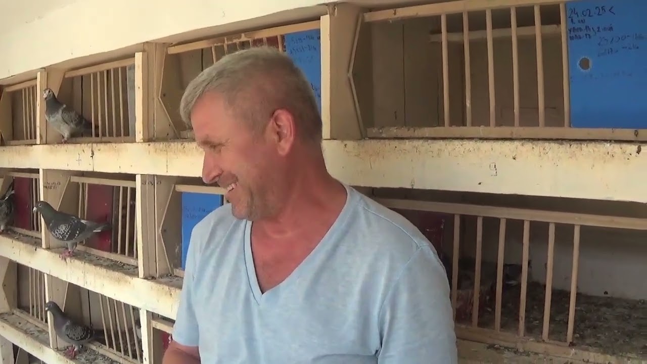 Columbofil dl Vajiacu Gheorghe Chitila Romania  porumbei reproductie Maraton 5 iulie 2025 part 1