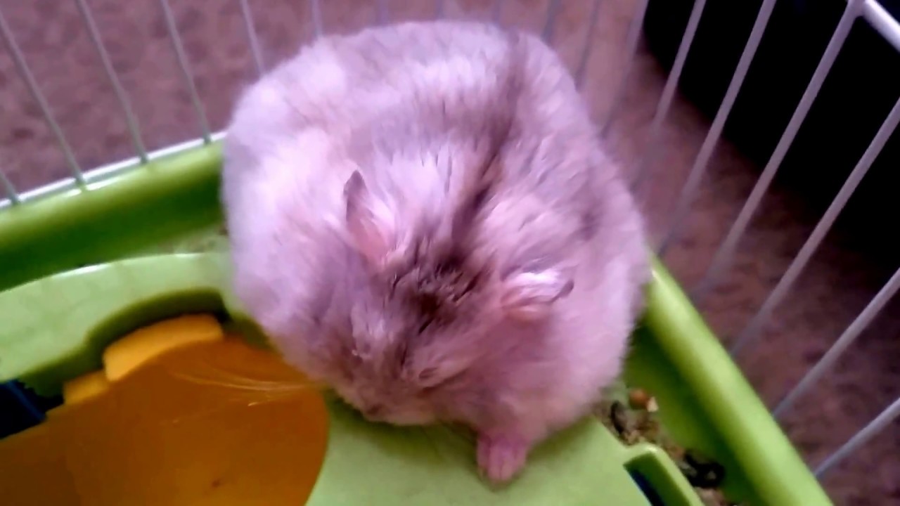 Dwarf Hamster sleeping in odd place and position.
