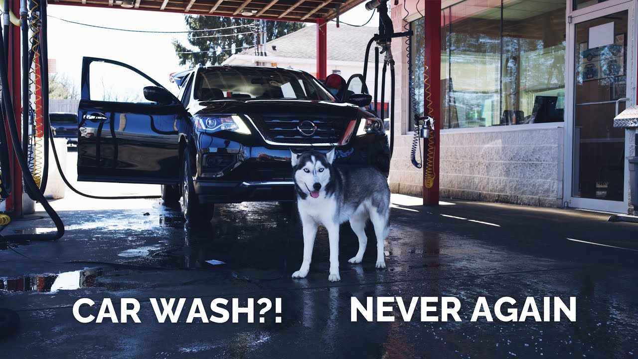 My dog goes to the car wash for the first time