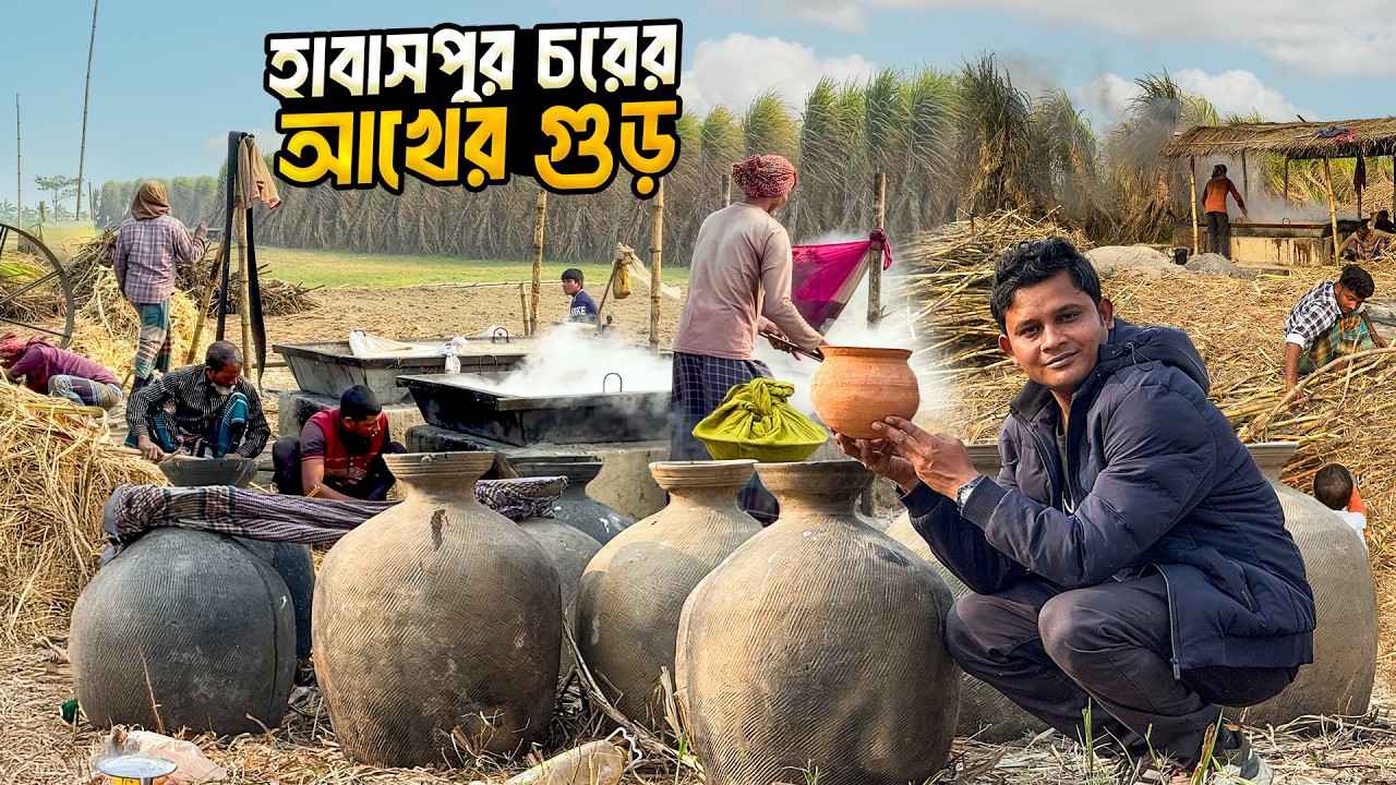 হাবাসপুর চরে আখের গুড় বানানোর মহোৎসব শুরু হয়েছে ।Sugarcane Molasses Making In Rajbari