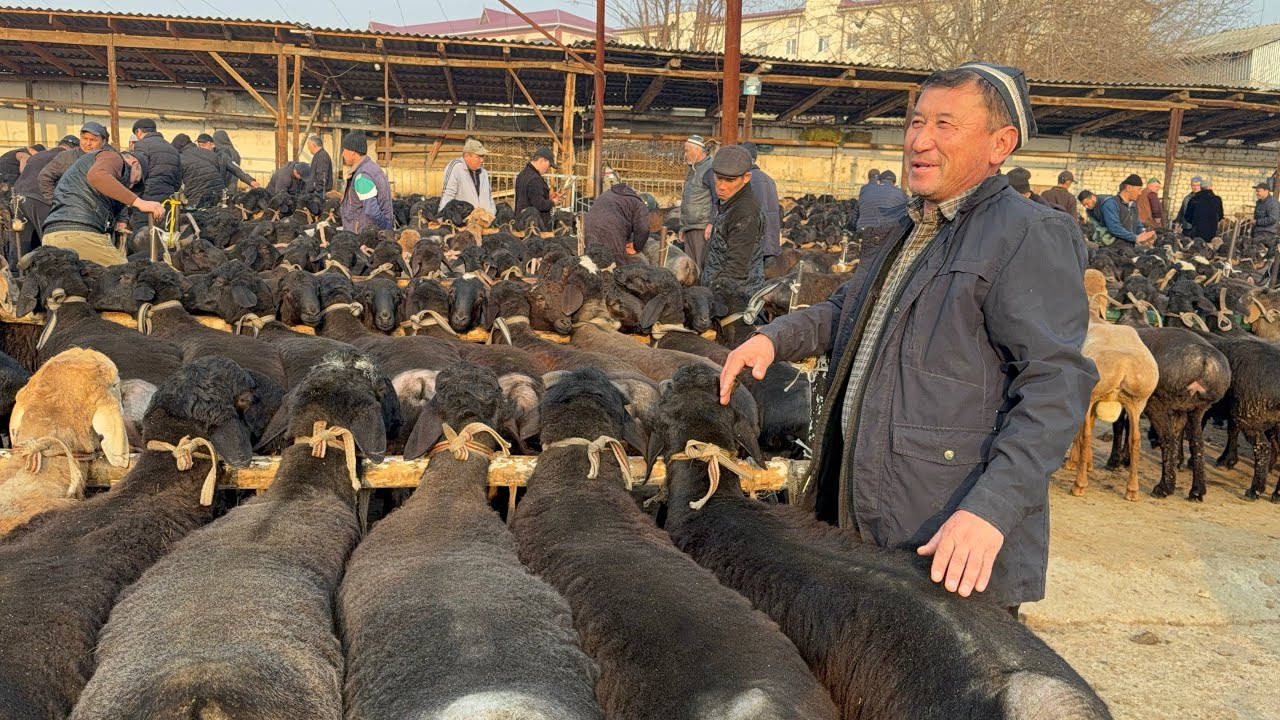 KOTTA QUCHQORLAR BOZORGA SEGʻMAY KETDI QUQON QUY BOZORI CHORSHANBA 25 02 2026 