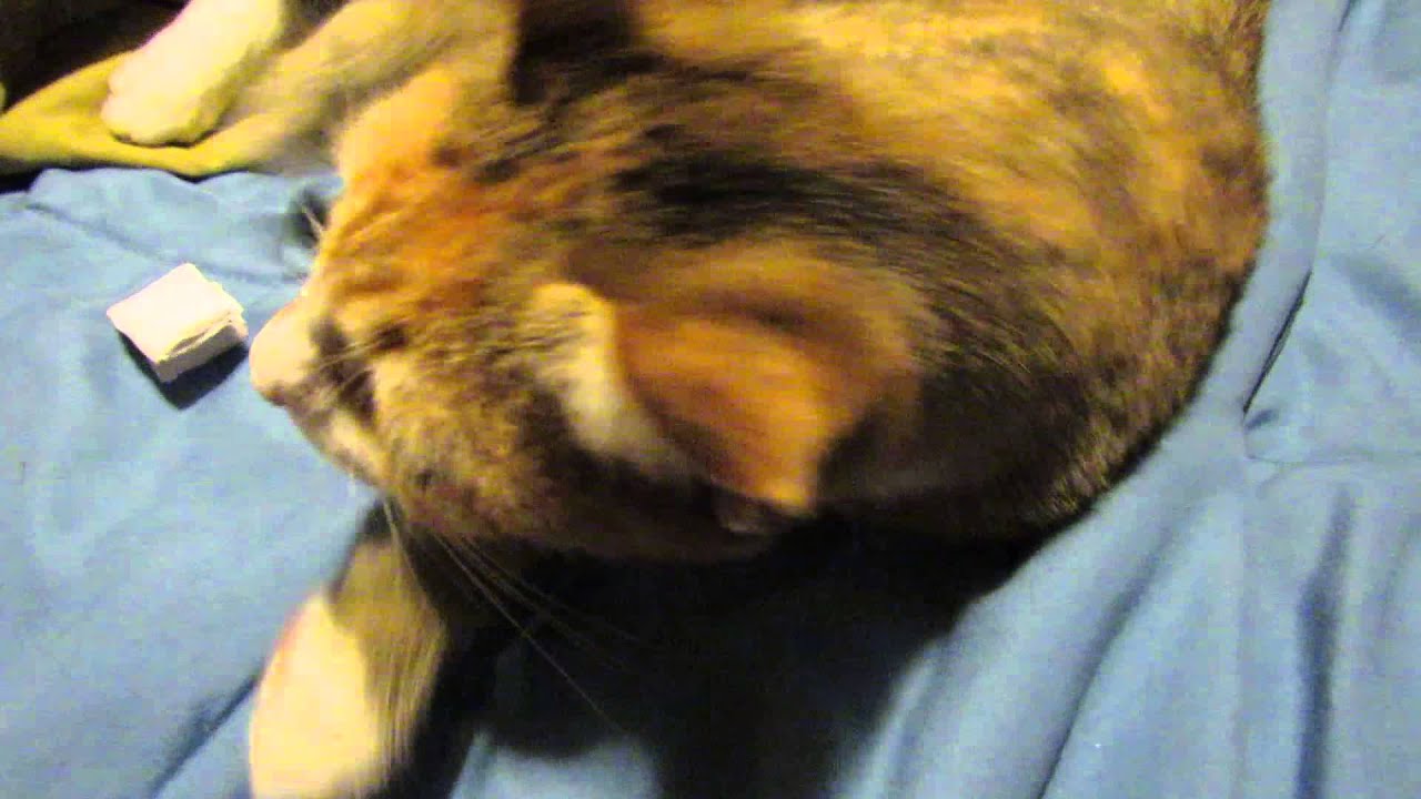 Kitten Fever Video Meow Meow Kitty Cat