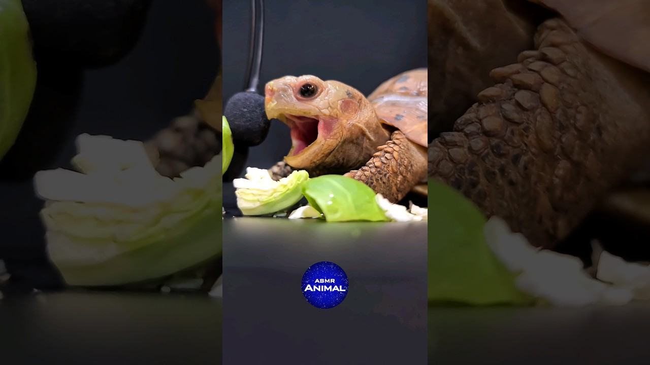 ASMR Turtle Tortoise Winks And Yawns