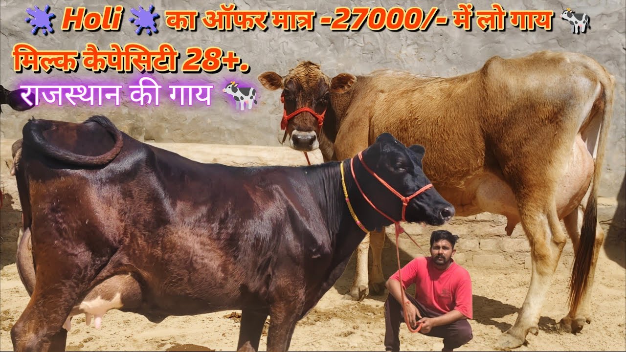 🫟 Holi 🫟 का ऑफर 💥 💵 मात्र= 27000/- में  🥛 मिल्क कैपेसिटी 30 लीटर की top गाय 🐄🐄