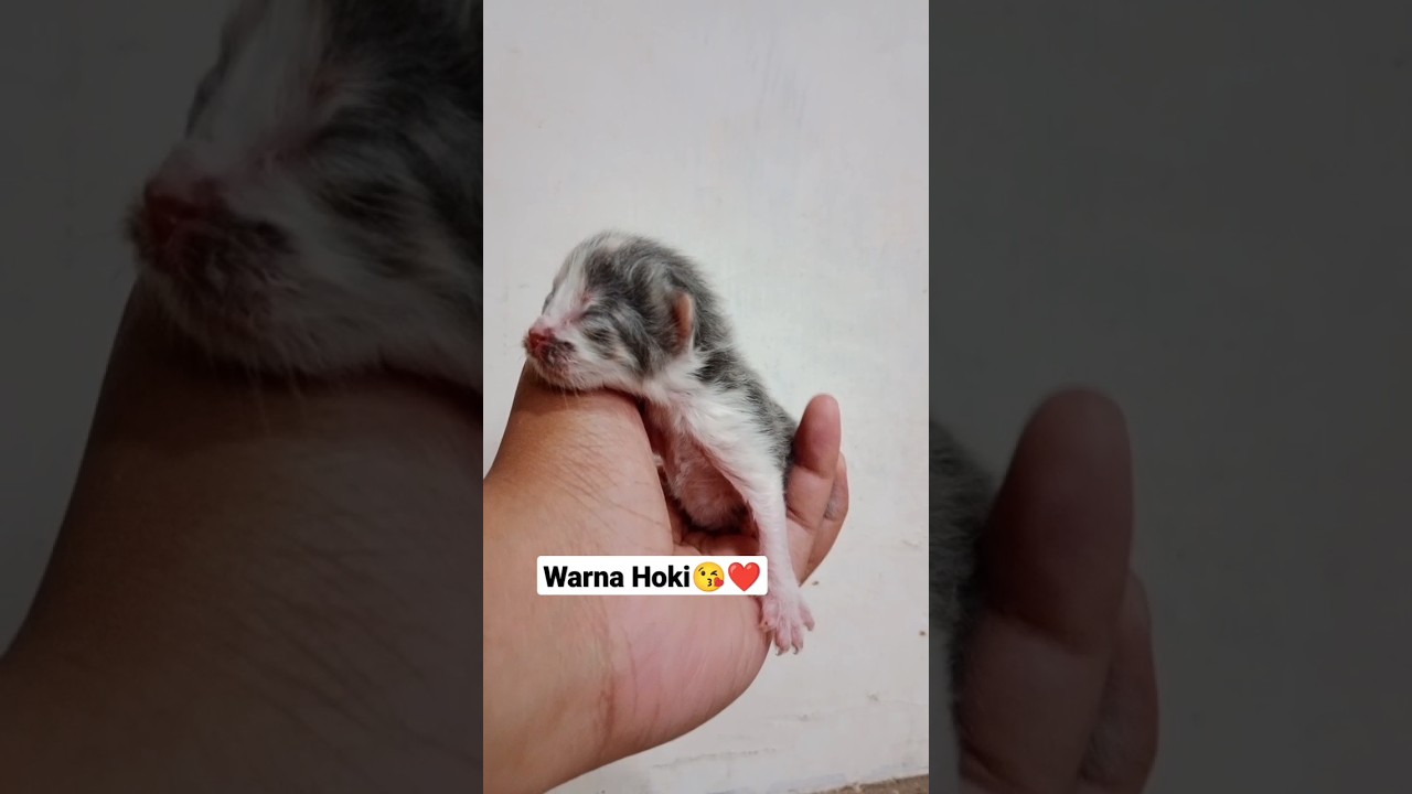 PENAMPAKAN⁉️BAYI KUCING CALICO SILVER LANGKA
