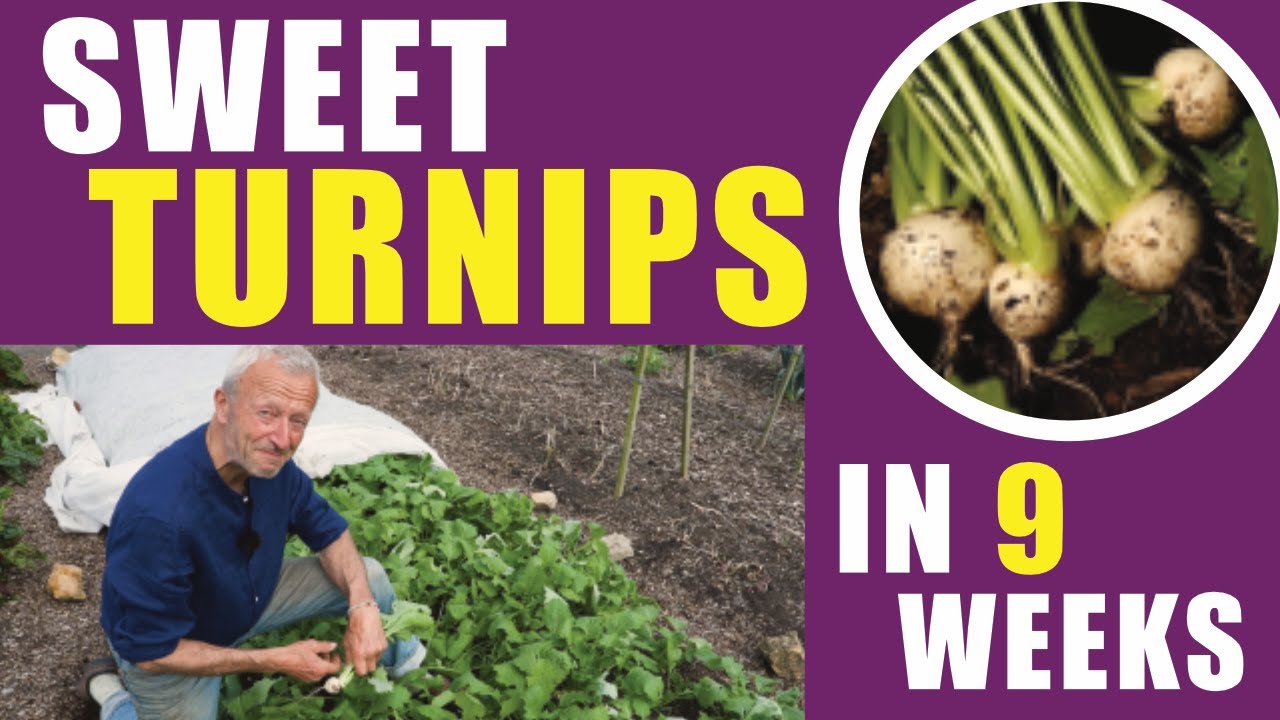 How to Grow Turnips Early & Late | Sowing, Transplanting & Harvest Tips | No Dig