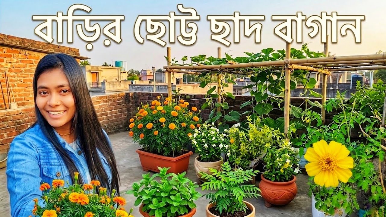 বাড়ির ছোট্ট ছাদ বাগান🏡।। চন্দন গাছের অবস্থা খুব খারাপ 🤔জানি না দিদা এটা কী গাছ লাগিয়েছে।। 