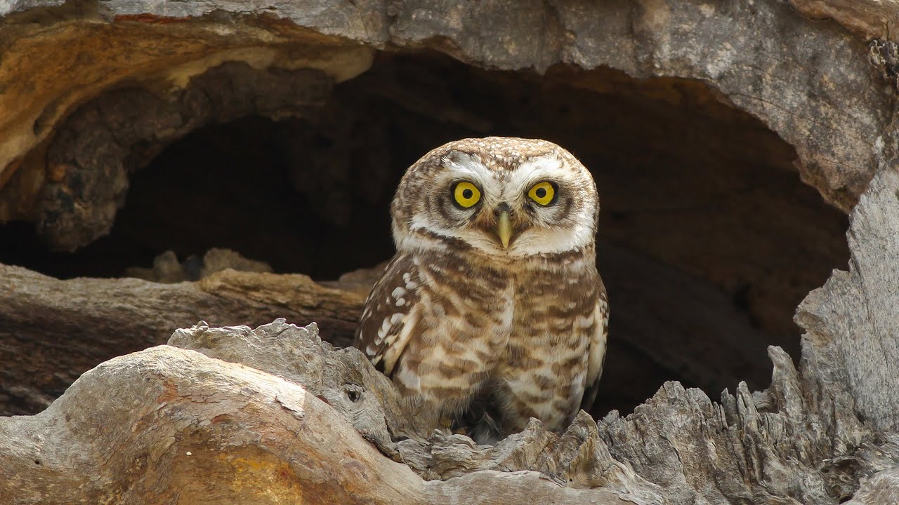 The owl - photo slideshow