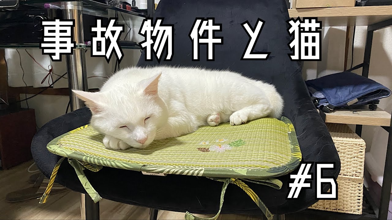 【ねこ物件】#6.とある雨の日のQちゃん。There's a cat in my house.