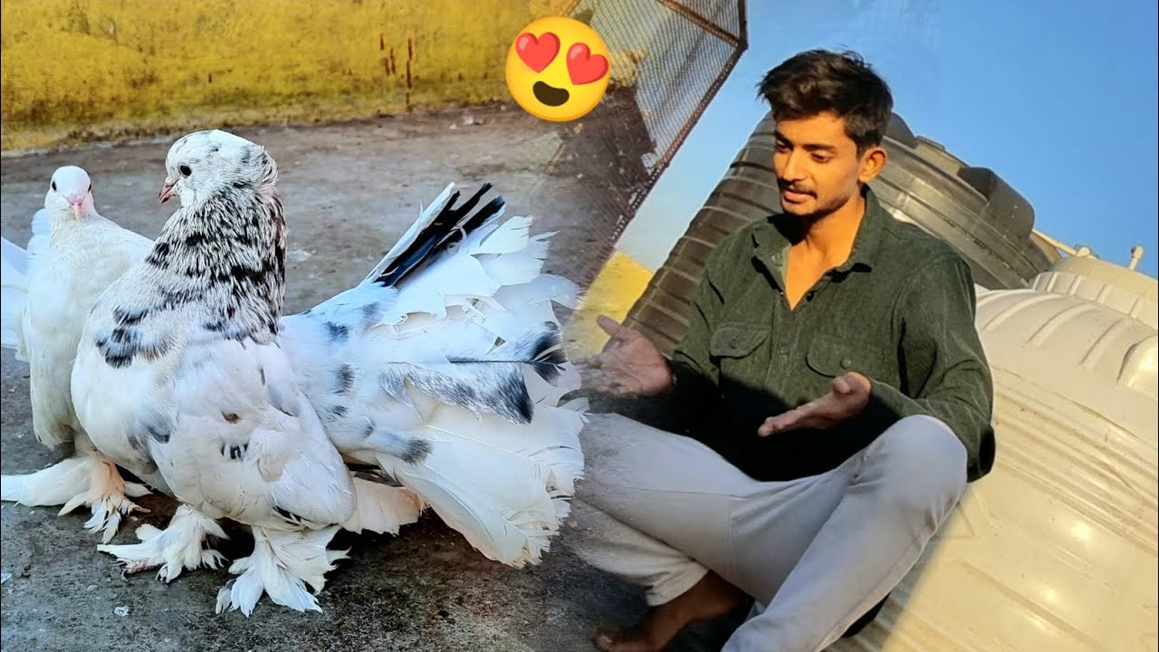 New Fantail Kabootar Le Aaya 😍