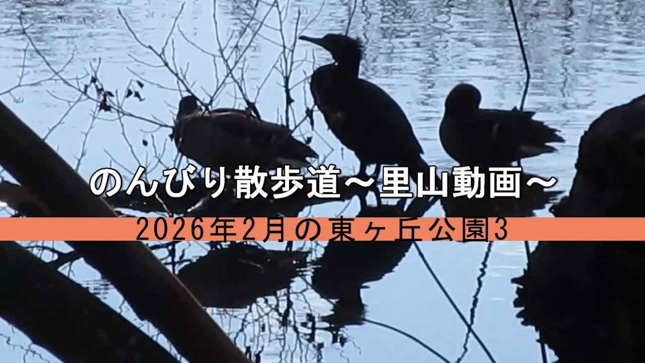 のんびり散歩道～里山動画～　2026年2月の東ヶ丘公園3