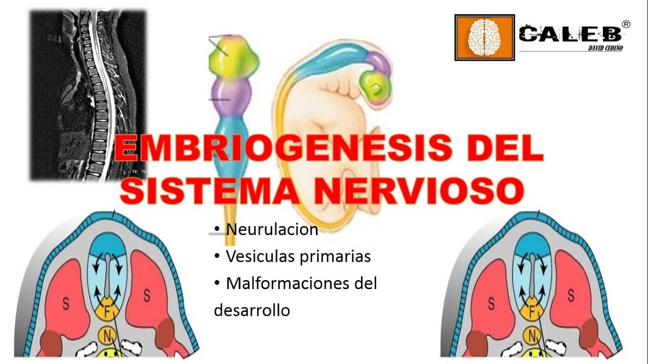 Neuroanatomía - Embriogénesis del Sistema Nervioso Part. I