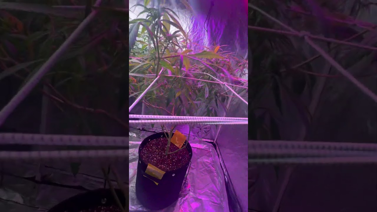 Cannabis Scrog method for better yields #grow #plants #flower ​⁠