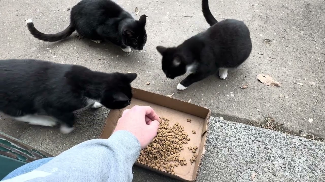 Earning their trust, one meal at a time | 3 Feral Kittens 🥣🐈‍⬛🤍
