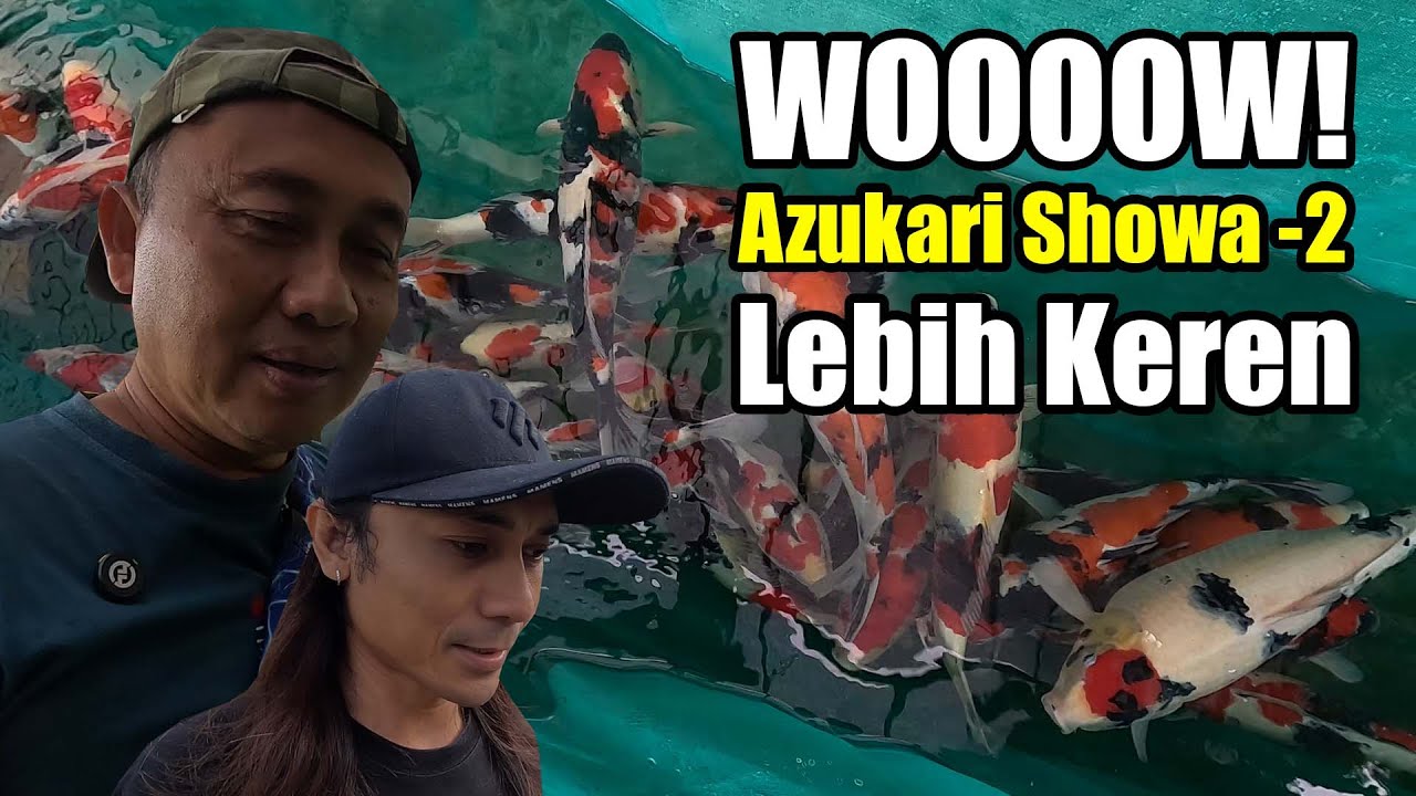 Wooow Azukari Showa Yang Ke-2 Astro Koi Lebih Keren Dari Yang Pertama