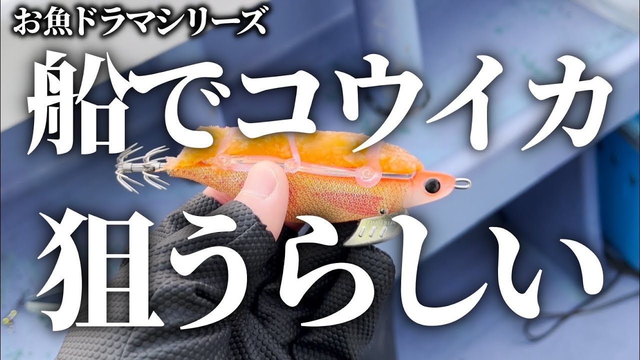 船からエギ垂らしてコウイカを狙ったんだけど皆さんイカチチって知ってる？【お魚ドラマシリーズ13話目】