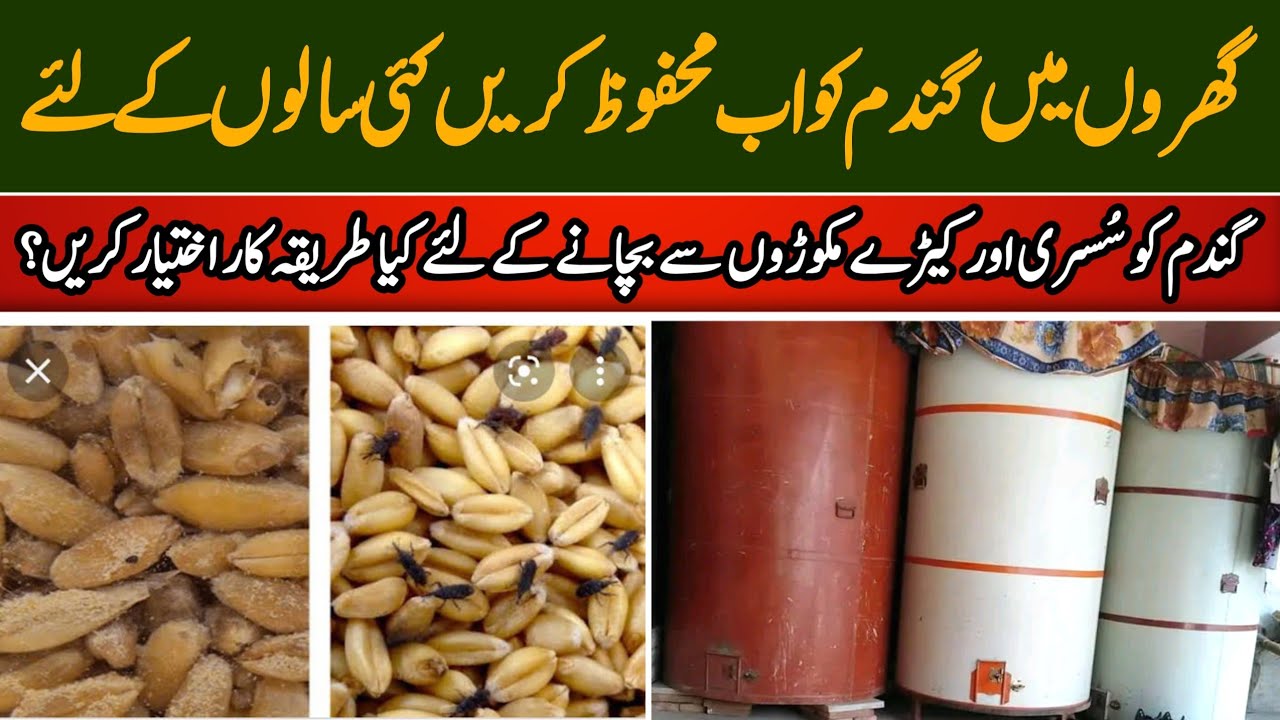 How to Store Wheat at Home Insect Control | Gandum Ko Mehfooz Karne Ka Tarika | Punjabi Des