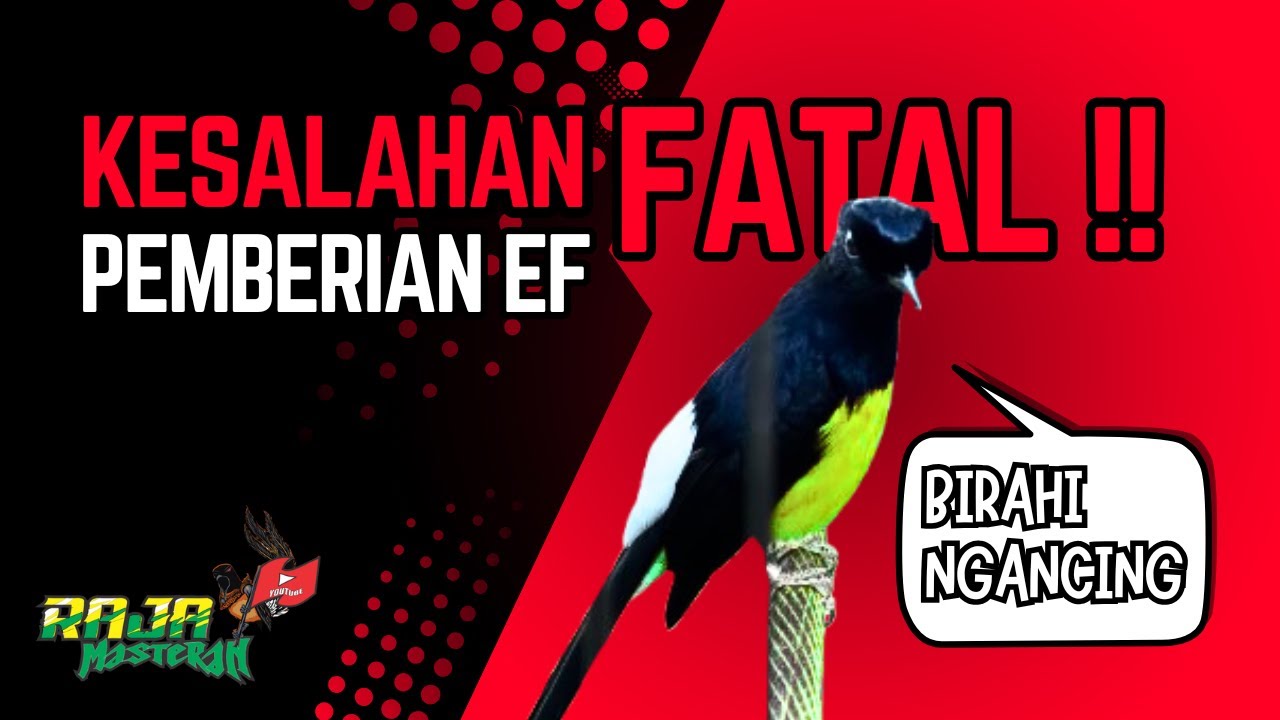EF Bikin Gacor atau Rusak? Ini Kesalahan Fatal Pemberian EF Murai Batu‼️ 