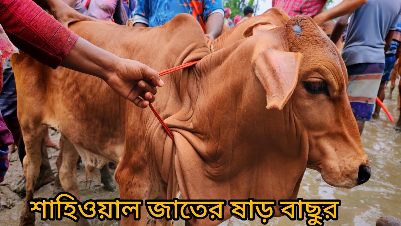 ২০২৫ এর সেরা শাহিওয়াল জাতের ষাড় বাছুর | সীমান্তবর্তী পাঁচবিবি হাট | Joypurhat Gorur Bazar
