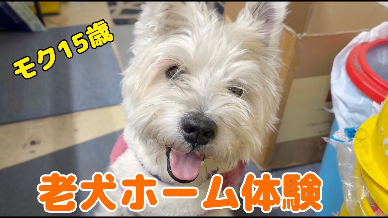 ミニチュアシュナウザーモク物語🐶 第２４０話　モク🐶ディサービス行ってみた🐶