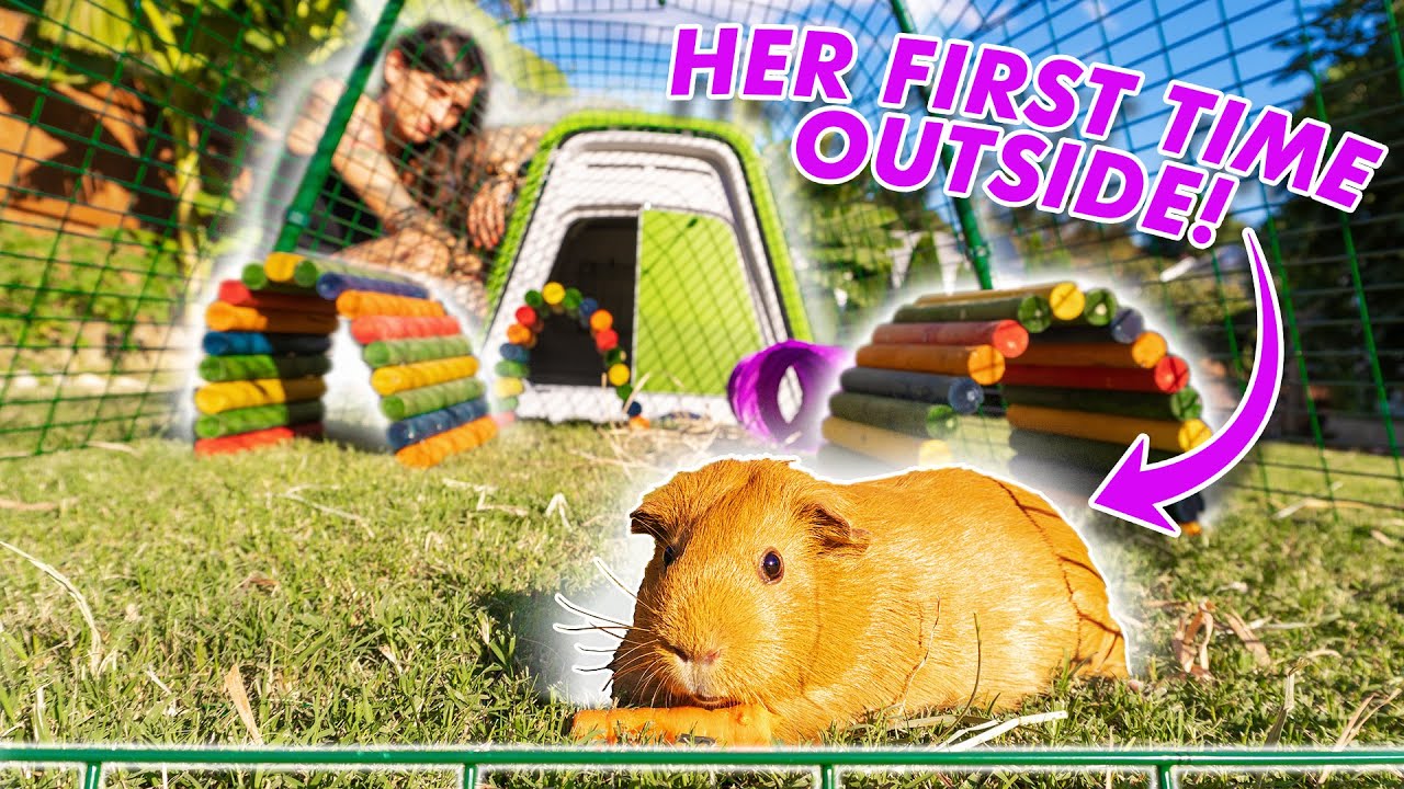 Guinea Pigs First Adventure Outside | New Outdoor Cage!