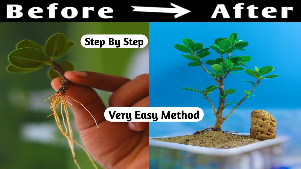 Ficus Microcarpa Propagation To Bonsai