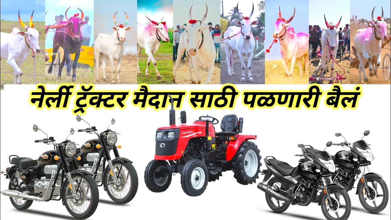 सतेज ऋतू केसरी (पर्व 2)नेर्ली ट्रॅक्टर मैदान साठी पळणारी बैलं SATEJ RUTU KESARI NERLI TRACTOR MAIDAN