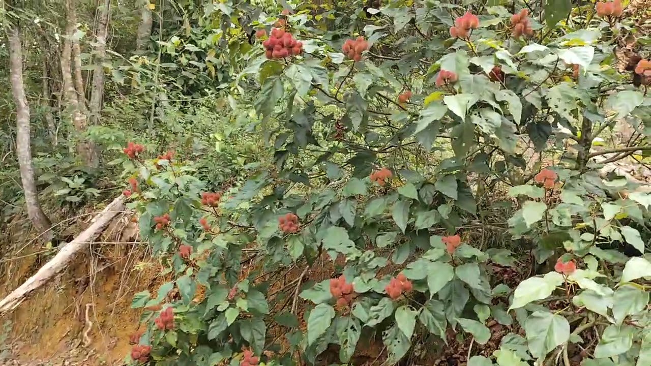 Sítio a venda no espírito santo Es em Barracão no Rio posmosso, 27995311405 