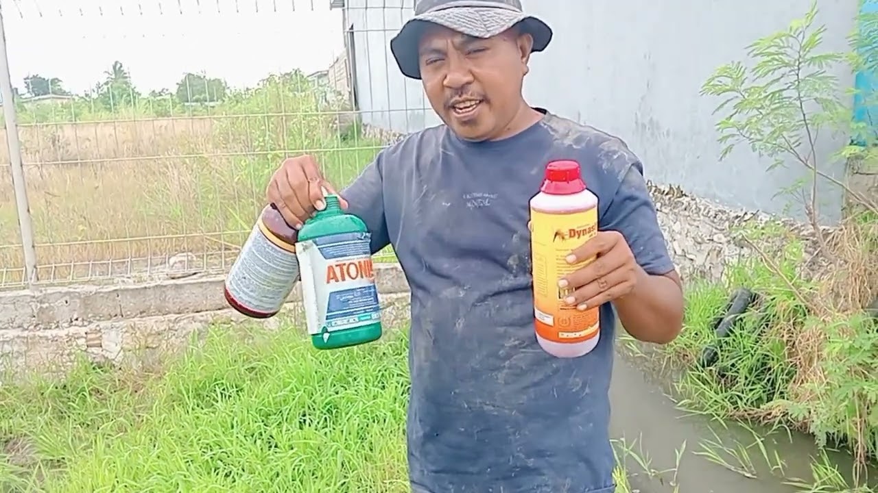 SEMPROT PADI...PUPUK DAUN DAN SERANGGA.