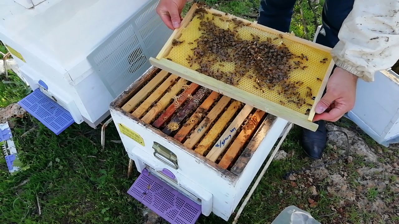 Ana arı ızgarasıyla Arıyı Bala Yönlendirme #Beekeeping #пчеловодство #Beekeeper #Honeybee