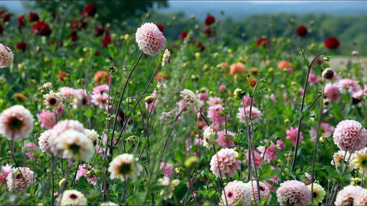 Surrey flower farm - Cut flowers from Plantpassion