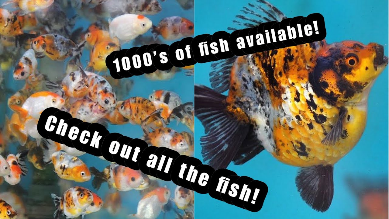 The FANCY GOLDFISH STORE (Netherlands) | walk around tour!