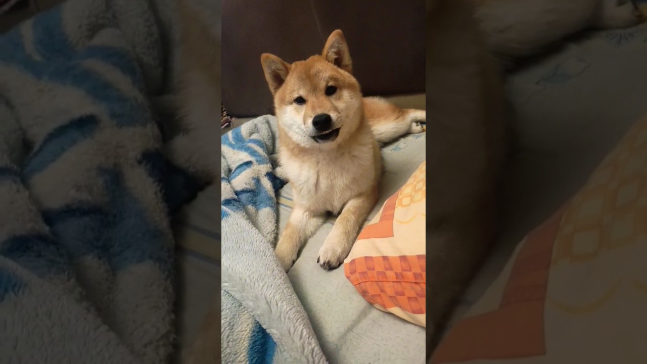 Мудрый человек #сибаину #shiba #shibainu #dog #Тоши #Хитоши #самурай