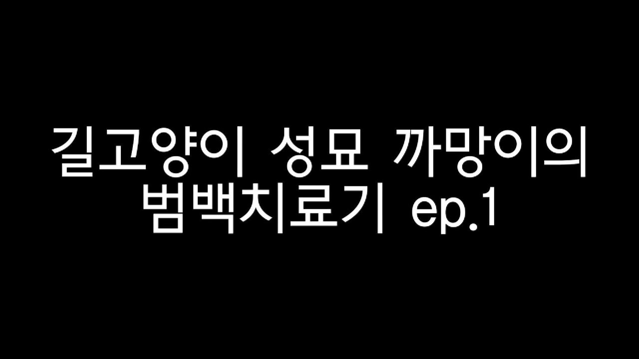 길고양이 범백 치료기 ep 1 l vlog l 체체로그 근황