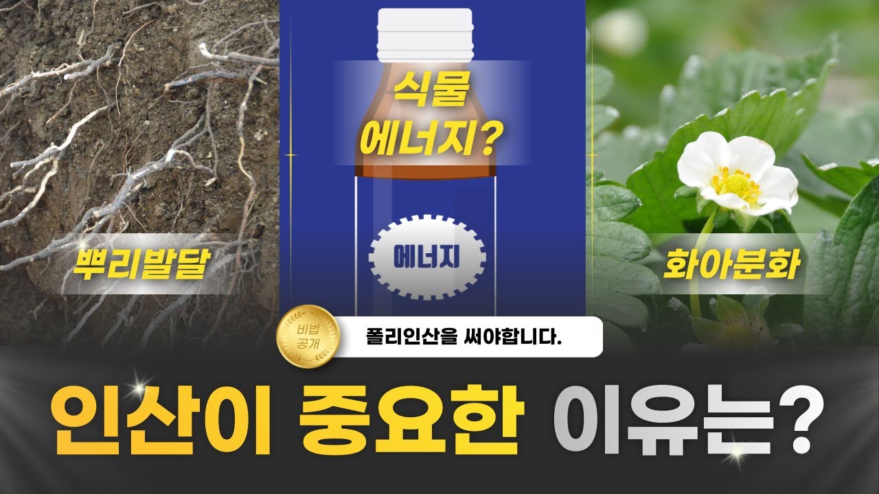 뿌리를 키우는 것보다 중요한 인산비료의 역할? | 농사 100단