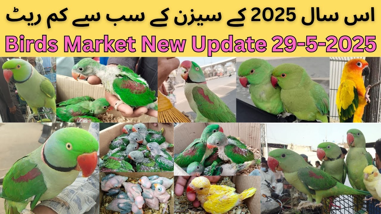 Multan Birds Market Price Update 2025 | Birds Price | Sunday Birds Market