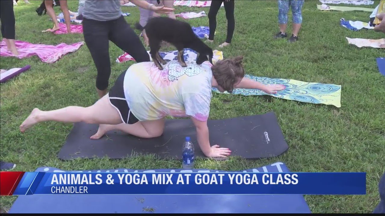 Animals and yoga mix at goat yoga class