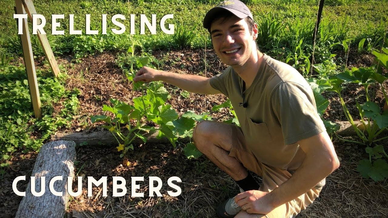 Grow Cucumbers Vertically on a String Trellis