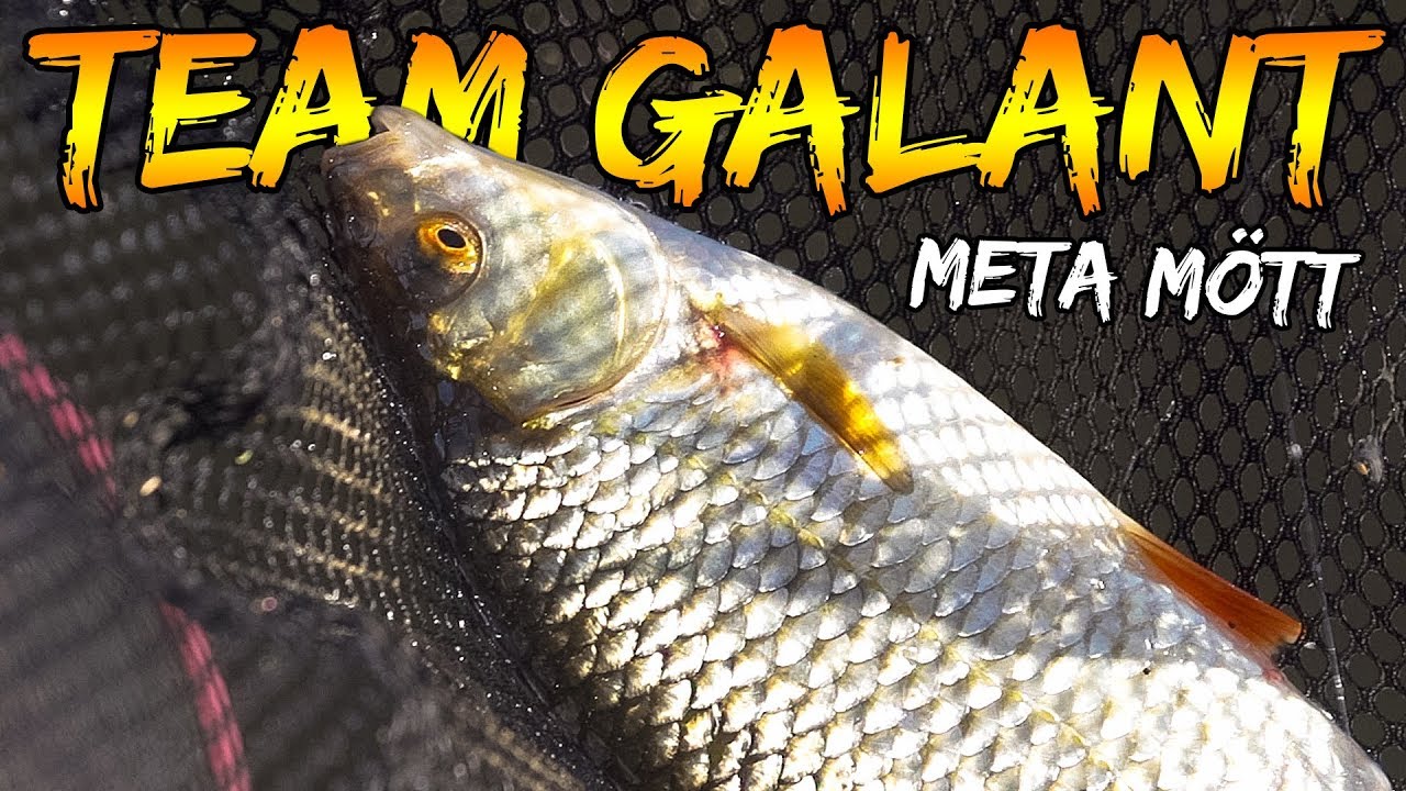 Meta Betesfisk i Jönköping (Mött) | Team Galant