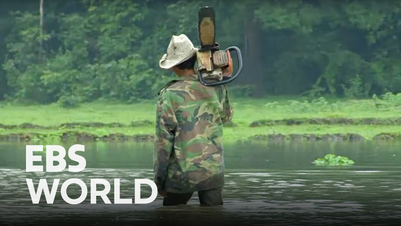 (ENG SUB)Story of Loggers in Laos, Making a Living Out of Resources in the Harsh Jungle
