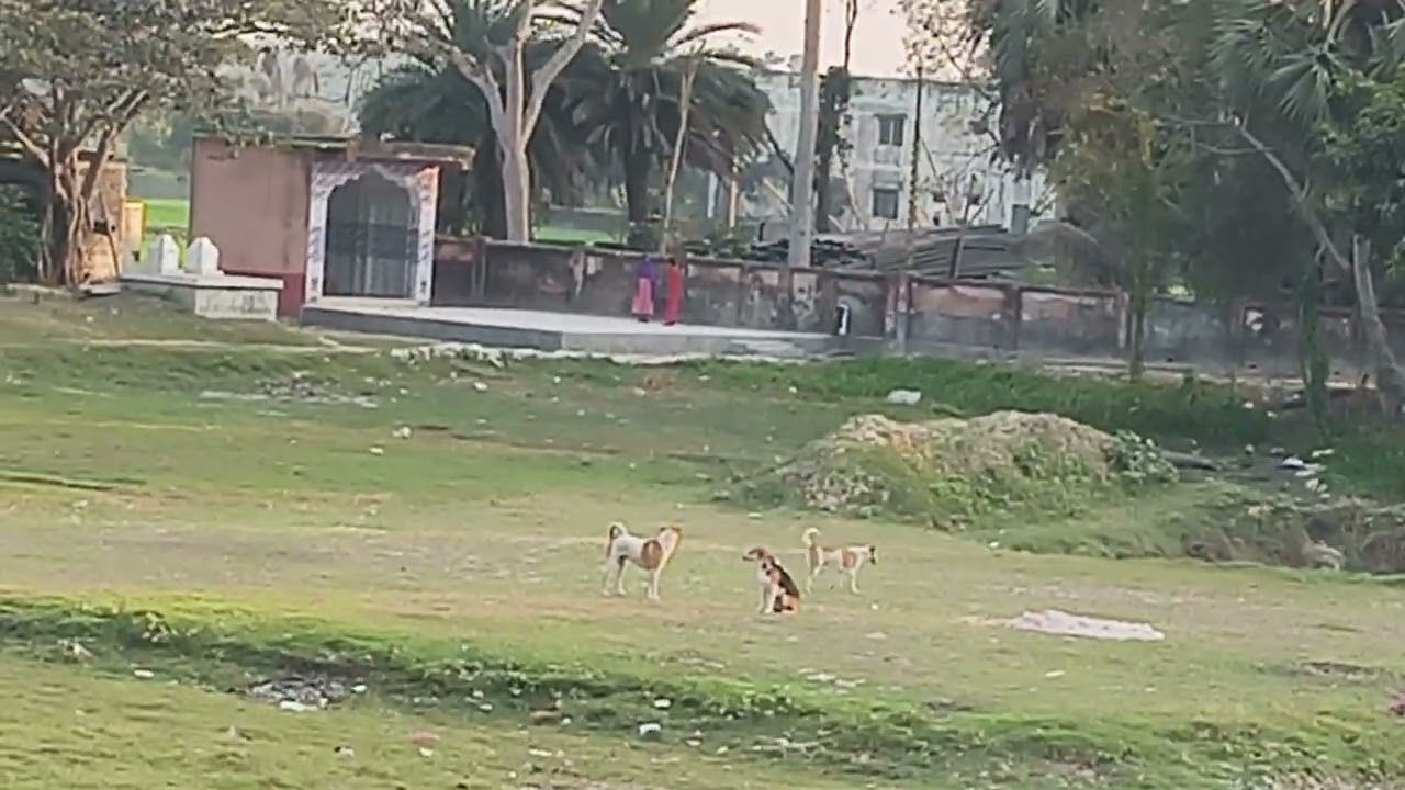 # কুকুরের ঝগড়া