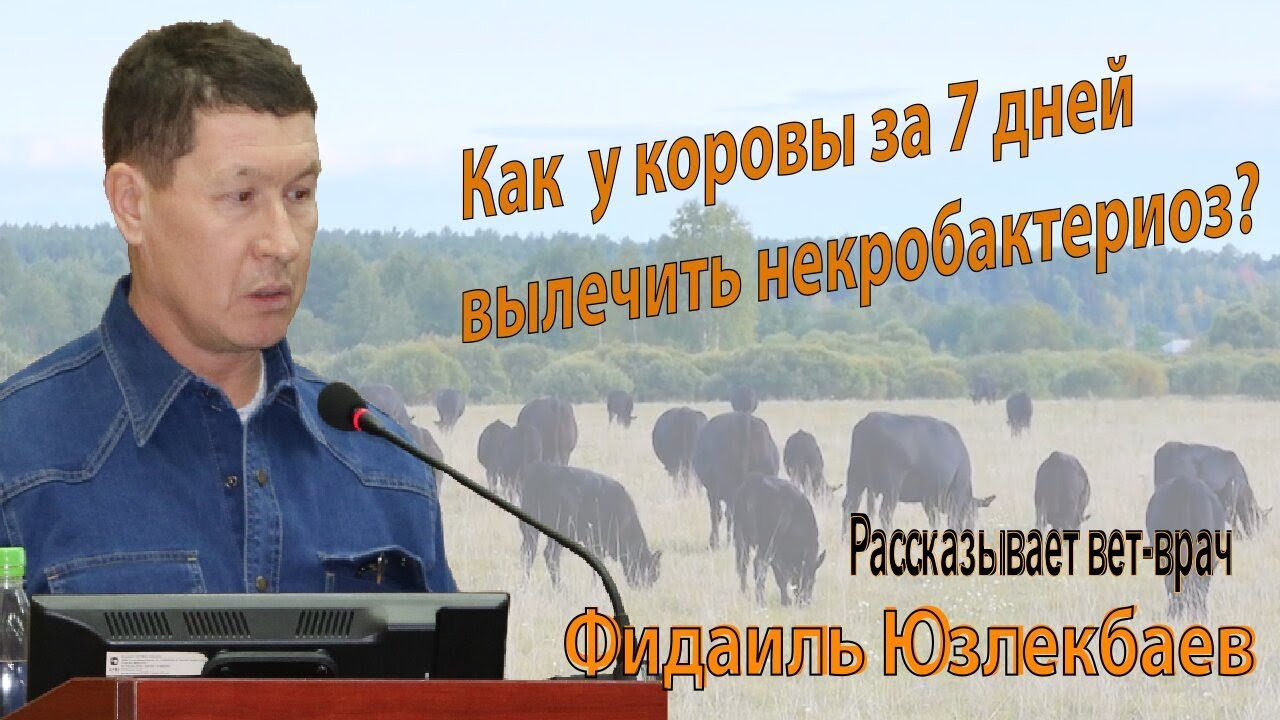 Некробактериоз у коров и успех его лечения без антибиотиков.